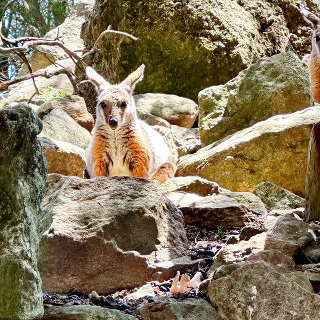 Adelaide Cleland Wildlife Park