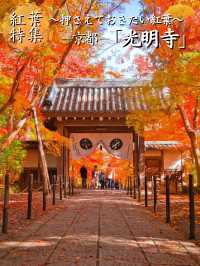 【紅葉特集】一度は行きたいもみじのトンネル参道🍁花手水などもある紅葉スポット✨