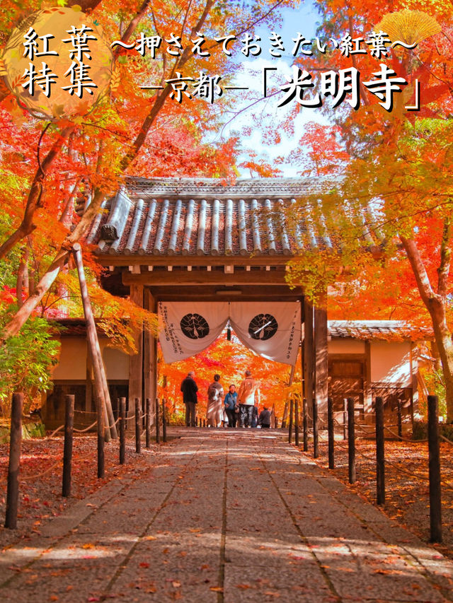 【紅葉特集】一度は行きたいもみじのトンネル参道🍁花手水などもある紅葉スポット✨