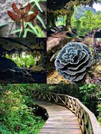 An appealing and challenging outdoor adventure@The Niah National Park.