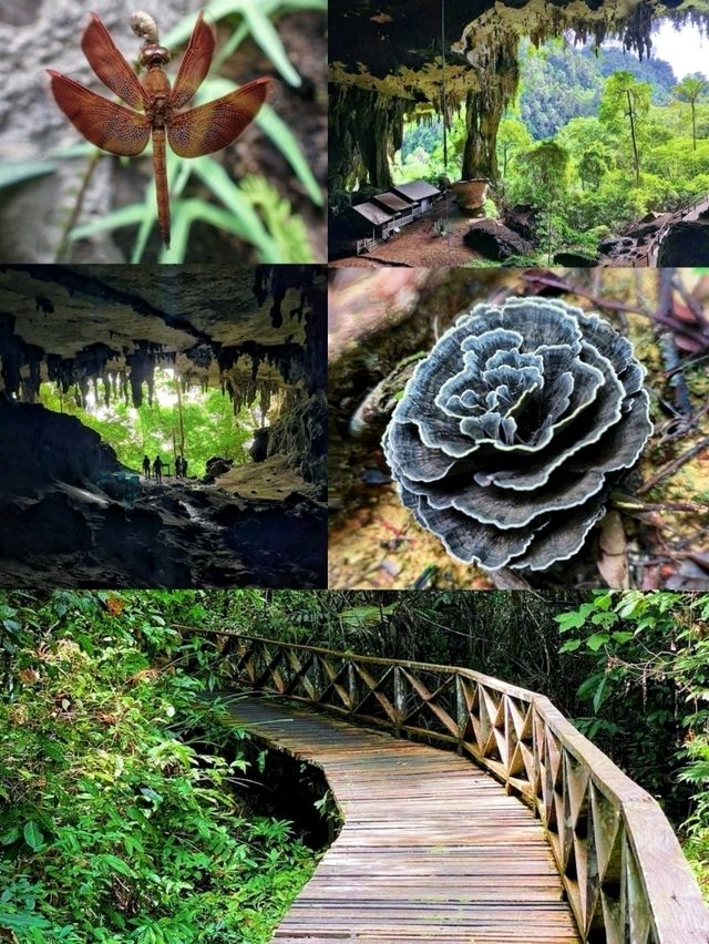 An appealing and challenging outdoor adventure@The Niah National Park.