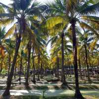 Coconut market - กาดบะป๊าว เชียงใหม่