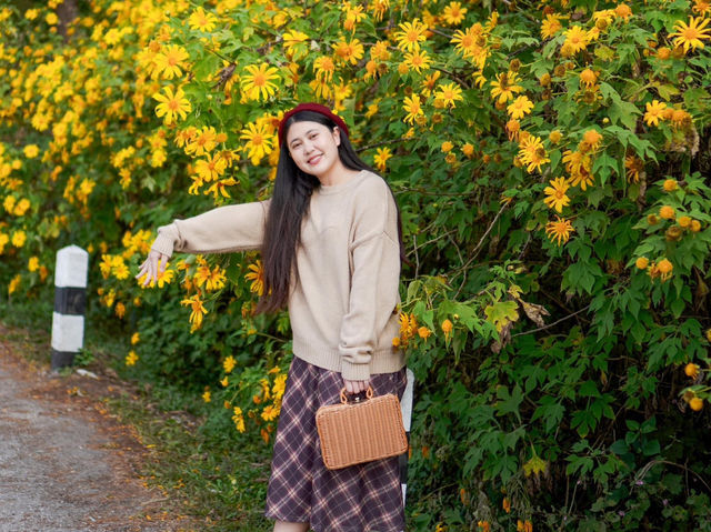 🌼 ทุ่งดอกบัวตองที่ใหญ่ที่สุดในไทยบานแล้ว
