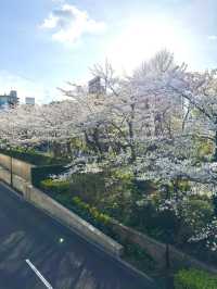 東京　東京観光　Midtown Tower / Galleria 天橋からの桜は絶景だぞ！