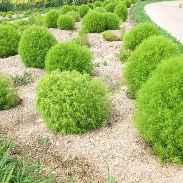 【香川県】国営讃岐まんのう公園