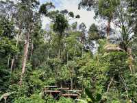 Experiencing Semenggoh Wildlife Centre
