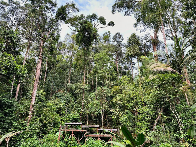 Experiencing Semenggoh Wildlife Centre