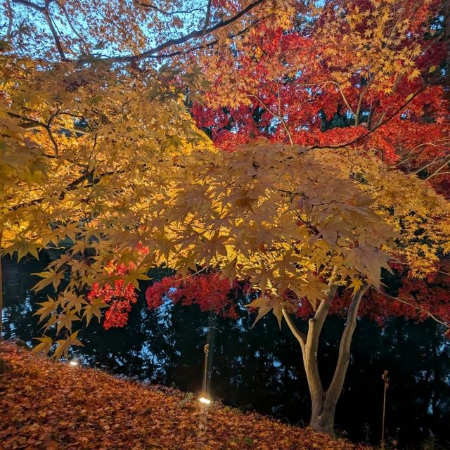 弘前城渡船賞夜楓，燈火楓紅醉是浪漫