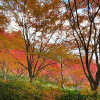慶沢園：紅葉盛宴 🍁⛩️