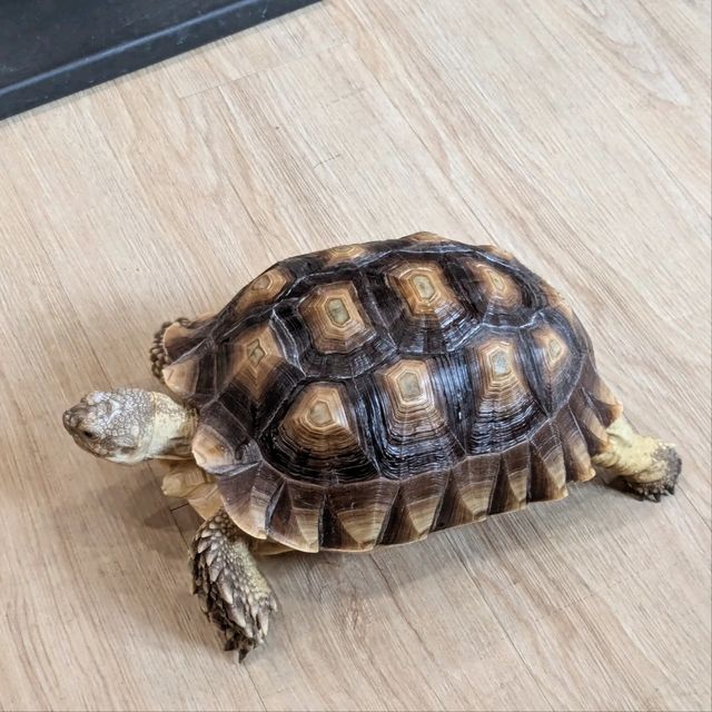 邊喝咖啡、邊抱蛇、邊摸象龜！超有趣的爬蟲友善店：爬寵咖啡