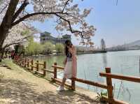 Blossoms and Breeze: The Sakura Magic of Bomun Lake in Spring
