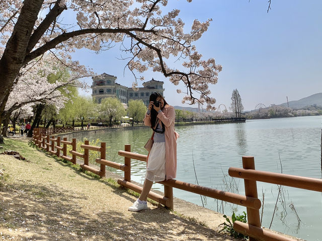 Blossoms and Breeze: The Sakura Magic of Bomun Lake in Spring