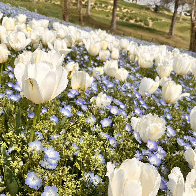 【淡路島】国営明石海峡公園のお花畑🌼