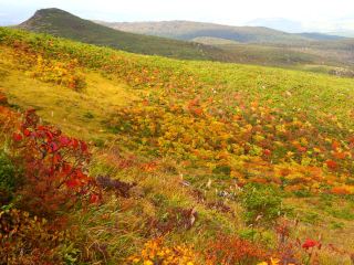 【福島縣】在紅葉地毯絕景中延展開來的「安達太良山」
