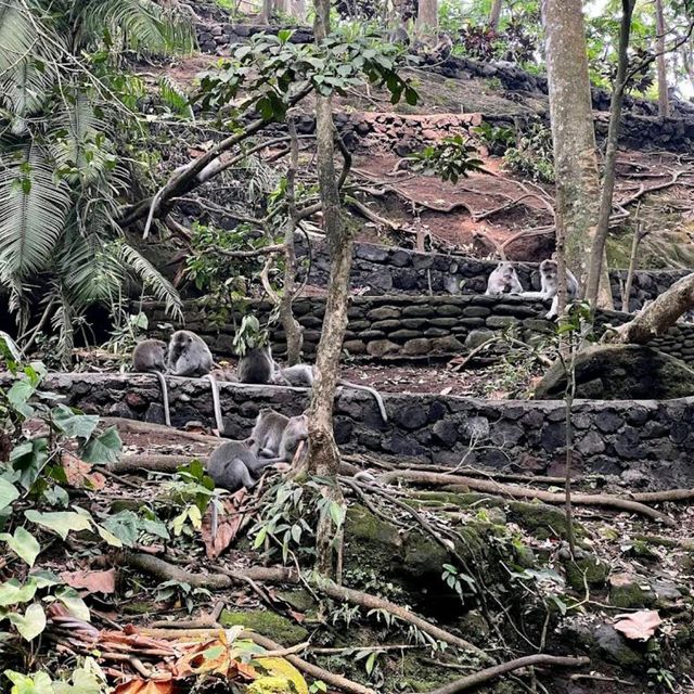 Monkey Forest Sanctuary