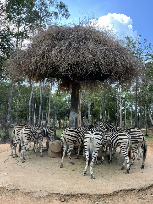 ✨✈️ HKD 4,800 遊越南富國島 Day 3 - Part 2: Safari 珍珠野生動物園✨