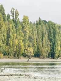 와나카호수의 랜드마크, 와나카 나무(That Wanaka Tree)🌲