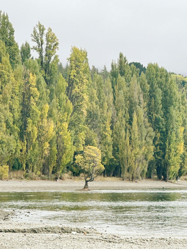 와나카호수의 랜드마크, 와나카 나무(That Wanaka Tree)🌲