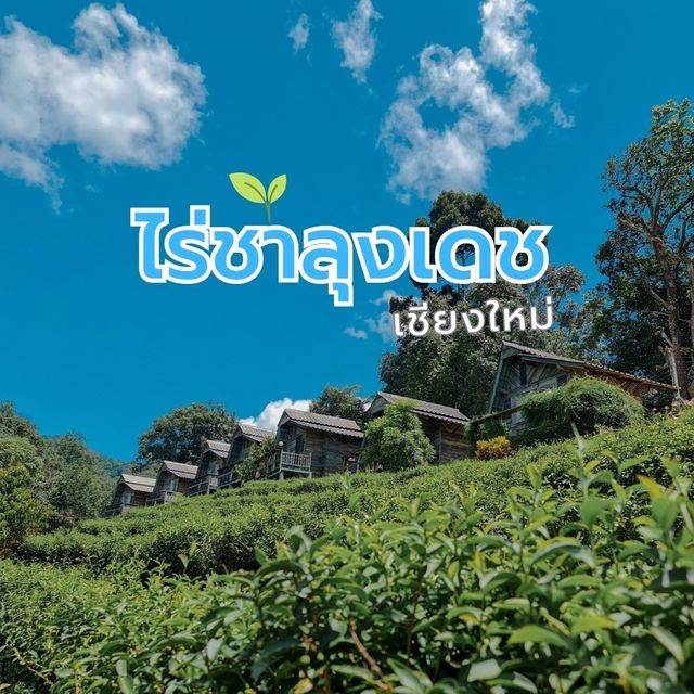 เก็บใบชา ที่ไร่ชาลุงเดช 📍เชียงใหม่