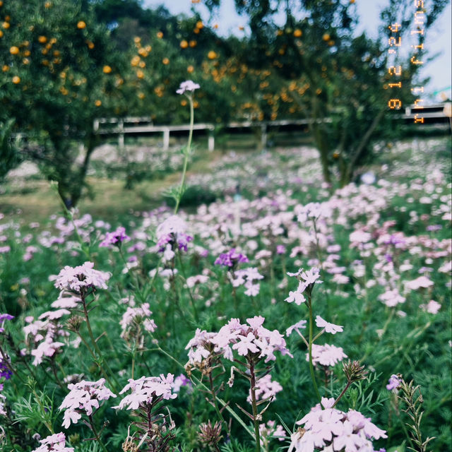 เก็บส้มที่สวนบ้านฉันกันเถอะ
