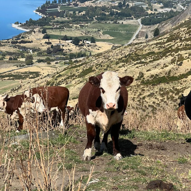 Roys peak