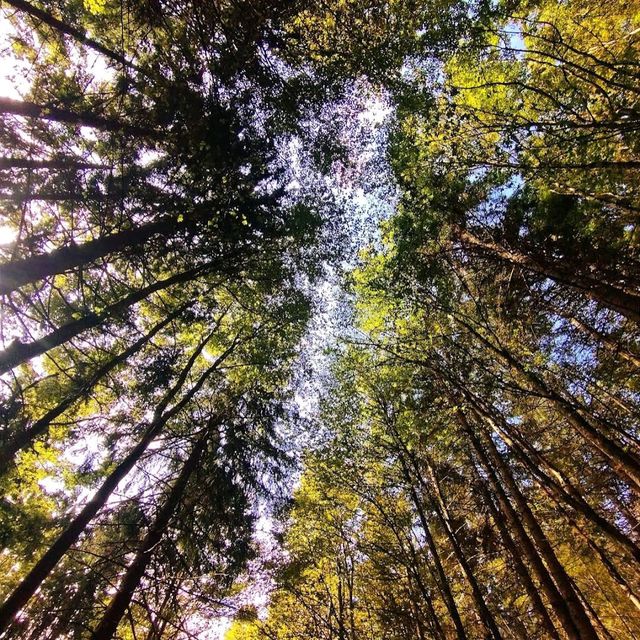 Black Forest (Schwarzwald)
