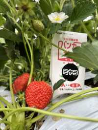 Harada Farm 🍓