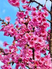 ดอกไม้สีชมพู ณ สถานีเกษตรหลวงอ่างขาง 💕🌸