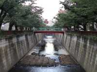 Nakameguro: Tokyo’s Riverside Gem of Culture and Charm