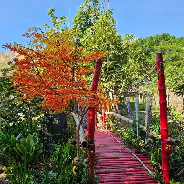 ชิราคาวาโกะ คาเฟ่ คาเฟ่สวยน่าเที่ยว