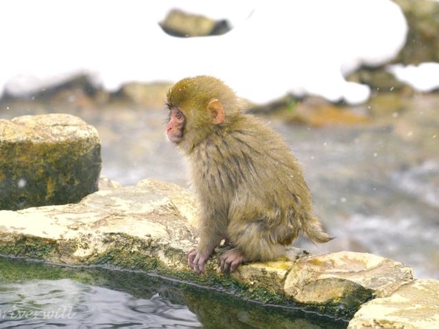 【長野県】外国人に大人気！野生の猿の温泉浴「地獄谷野猿公苑」