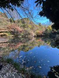 「小石川後樂園」賞楓