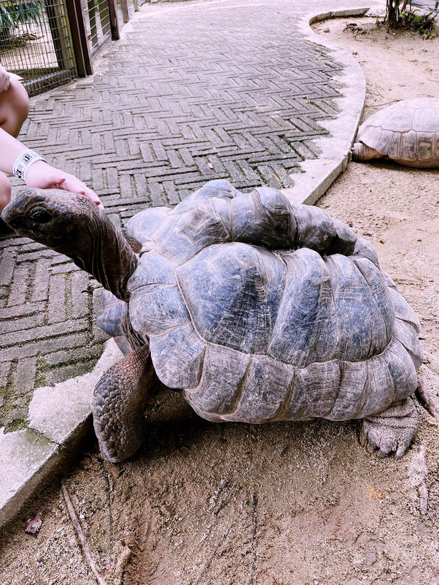 Bentong Farm - Animal Kingdom in Pahang