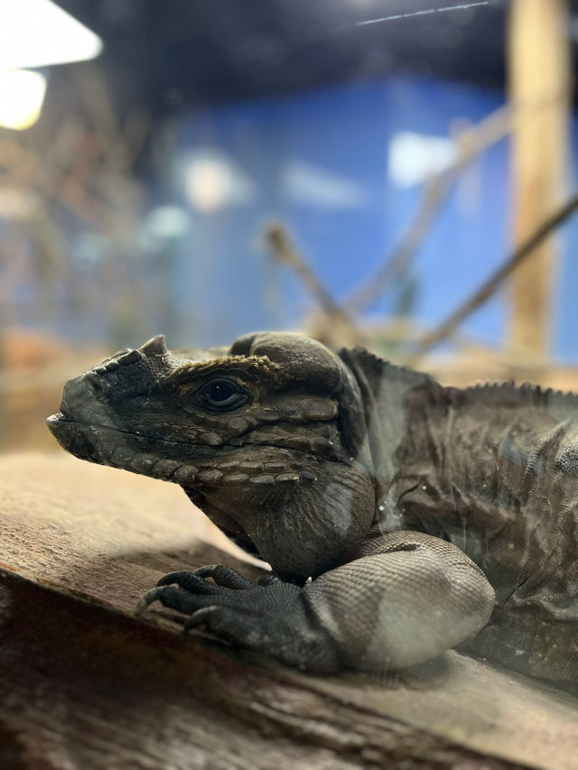 Singapore Zoo: A Wildlife Adventure in the Heart of Nature