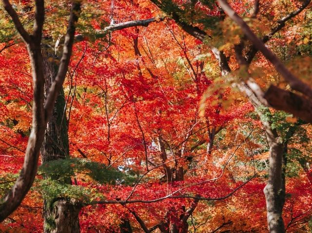 วัดโทฟุคุจิ (Tofukuji Temple) 