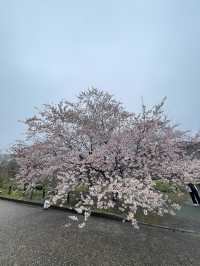 京都|京都賞櫻秘境府立植物園 130種櫻花交織春日美好