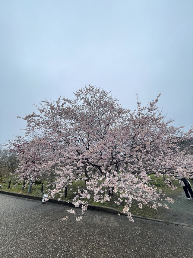 京都|京都賞櫻秘境府立植物園 130種櫻花交織春日美好