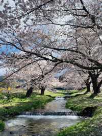 Kannonji River ซากุระริมน้ำสุดโรแมนติกแห่งฟุคุชิมะ