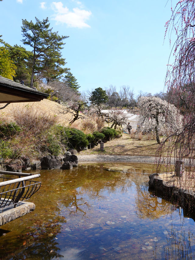 【横浜×大倉山公園梅林】 神奈川の梅の名所