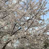 武漢植物園-櫻花大道的浪漫