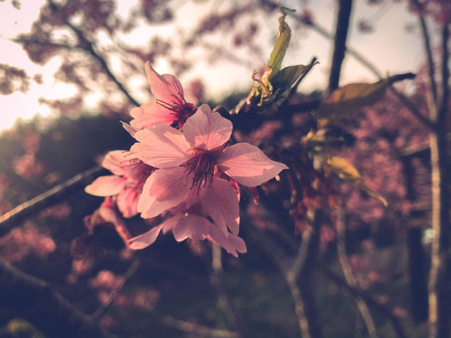 嘉義🌸 櫻之道賞櫻去，準備好你的相機和笑容了嗎？🤣