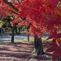 Hikarigaoka Park (光が丘公園)