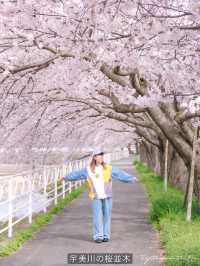 Fukuoka in Sakura Season~🌸🇯🇵✨