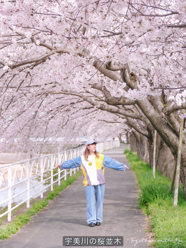 Fukuoka in Sakura Season~🌸🇯🇵✨