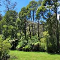 Dandenong Ranges National Park