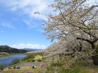 ซากุระบานริมสายน้ำ ที่ Hinokinai River, Kakunodate