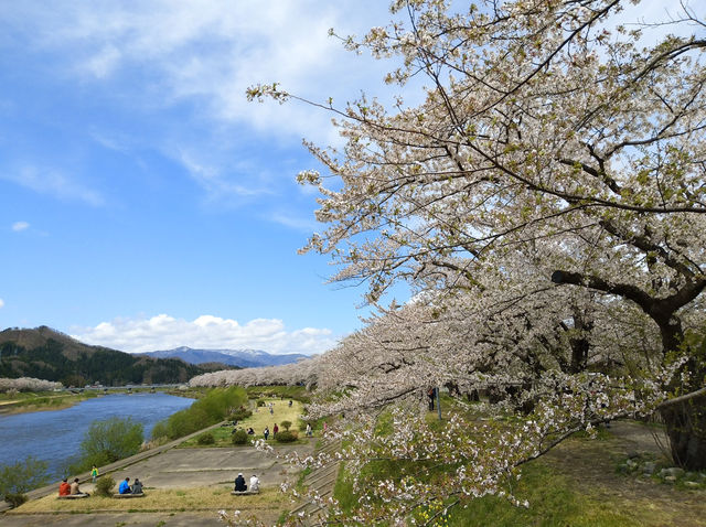 ซากุระบานริมสายน้ำ ที่ Hinokinai River, Kakunodate