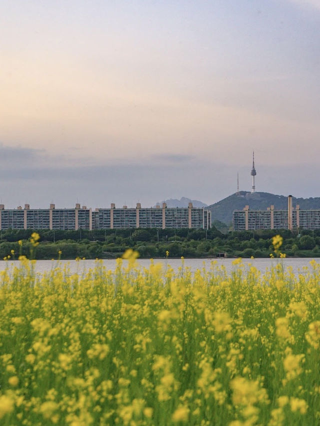 Spring Outing in Seoul: Picnics, Cafés & Blooms! 