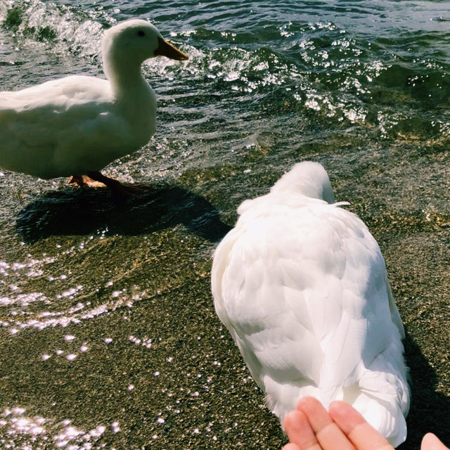 琵琶湖を一望できる絶景カフェ🌊☕️