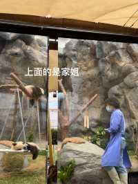 🐼💖【海洋公園雙胞胎熊貓BB全攻略】家姐萌到犯規！細佬招牌「熊貓癱」攻陷全港姨母心💖🐼  